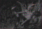 crazy18 nickli �yeye ait kullan�c� resmi (Avatar)